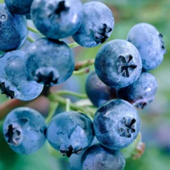 Heidelbeere 'Reka' - Süße Beeren ohne Aufwand