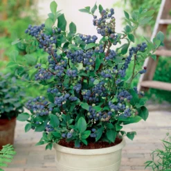 Heidelbeere Top Hat - Beeren ernten auf dem Balkon