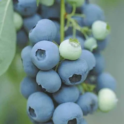 Heidelbeere Vitaminos - Große Beeren, wenig Aufwand