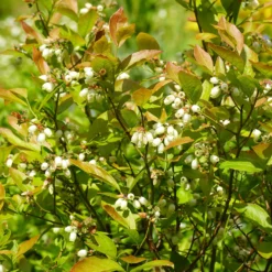 Heidelbeere Vitaminos - Große Beeren, wenig Aufwand