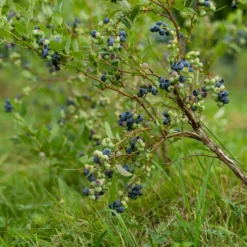 Heidelbeere Vitaminos - Große Beeren, wenig Aufwand