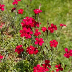 Heide-Nelke 'Flashing Light' - Roter Blütenteppich im Nu