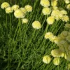 Heiligenkraut ‘Lindavica’ - Silbergrau das ganze Jahr