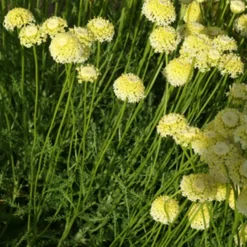 Heiligenkraut ‘Lindavica’ - Silbergrau das ganze Jahr
