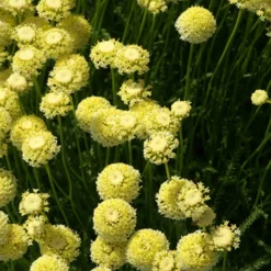 Heiligenkraut ‘Lindavica’ - Silbergrau das ganze Jahr