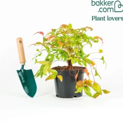 Heiliger Bambus - Farbe das ganze Jahr