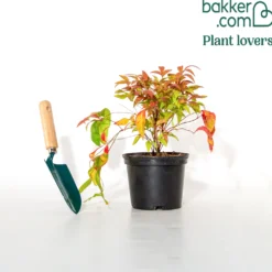 Heiliger Bambus Sunset Boulevard® - Farbe das ganze Jahr