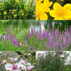 Heimische Teich- & Uferpflanzen Mischung (x5) - Sumpfpflanzenkollektion, farbenprächtig