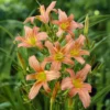 Hemerocallis Pink Charm Lilie eines Tages - Jede Blüte ein neuer Tag