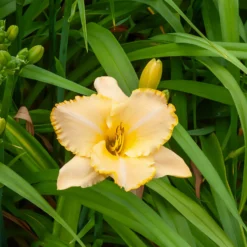 Hemerocallis Serena Sunburst Eintagslilie - Sonnengelb den ganzen Sommer