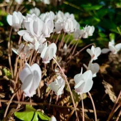 Herbst Alpenveilchen 'Album' - Weißer Herbstzauber im Schatten