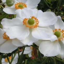 Herbst-Anemone 'Honorine Jobert' - Weißer Blütenzauber im Herbst