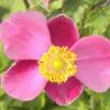 Herbstanemone Praecox - Rosa Blüten bis in den Herbst