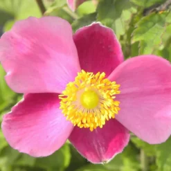 Herbstanemone Praecox - Rosa Blüten bis in den Herbst