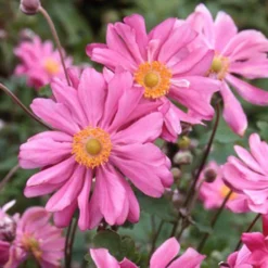 Herbstanemone Prinz Heinrich - Späte Blüten, viel Wirkung