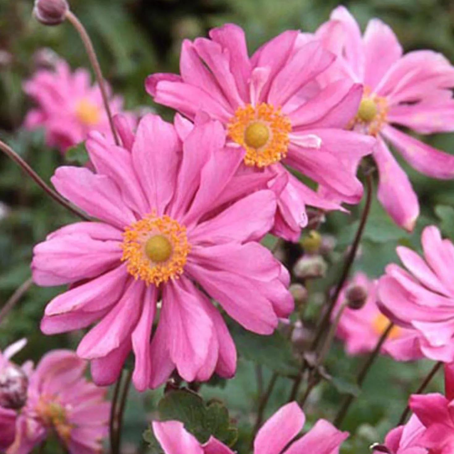 Herbstanemone Prinz Heinrich - Späte Blüten, viel Wirkung