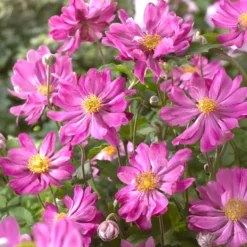 Herbstanemone Prinz Heinrich - Späte Blüten, viel Wirkung