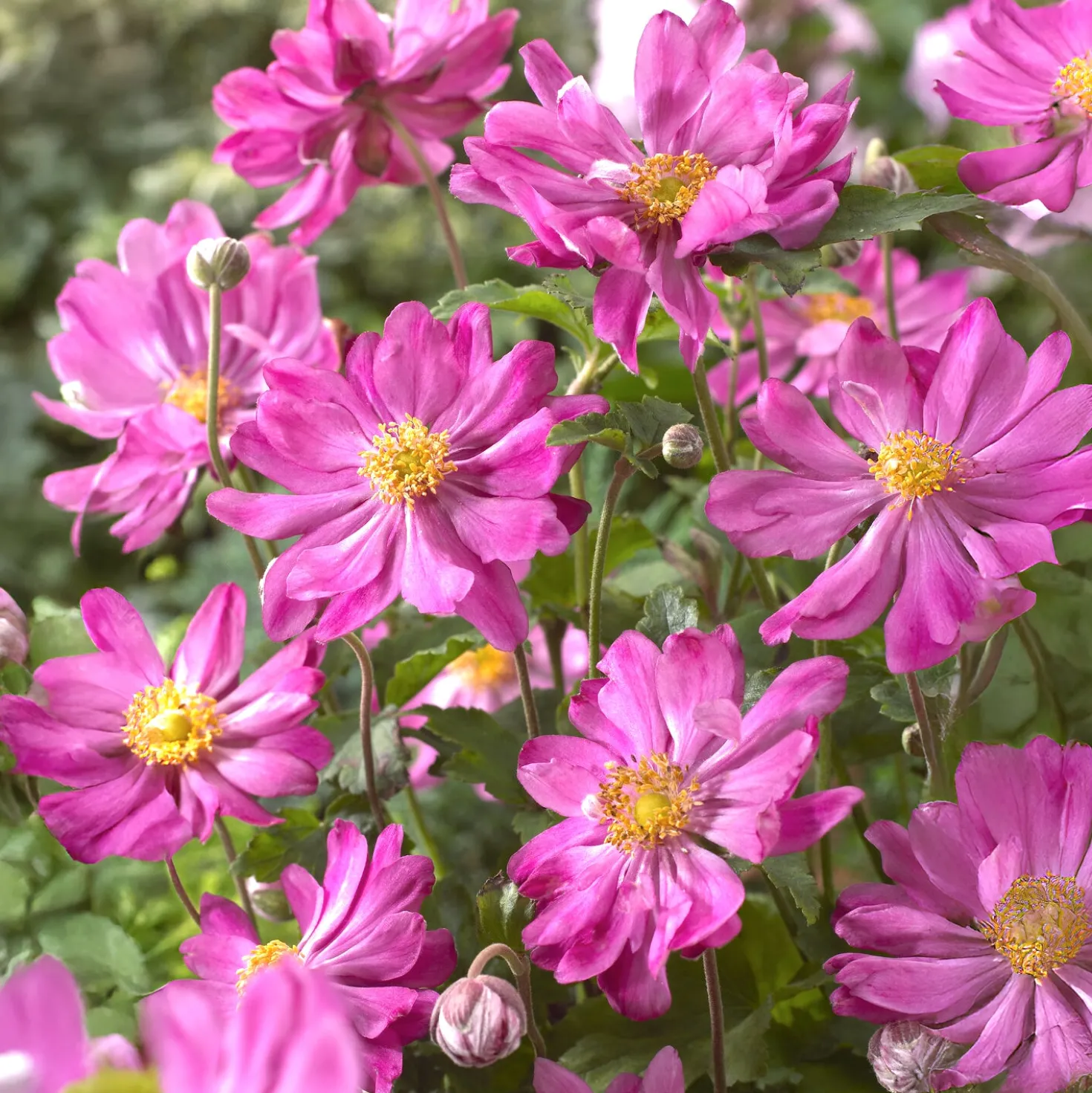 Herbstanemone Prinz Heinrich - Späte Blüten, viel Wirkung