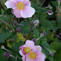 Herbstanemone 'September Charm' - Blüten bis in den Herbst