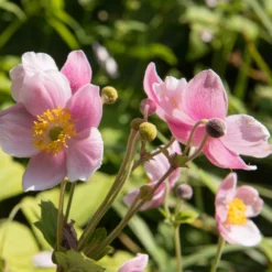 Herbstanemone 'September Charm' - Blüten bis in den Herbst