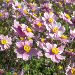 Herbst-Anemone Serenade - Rosa Blüten bis in den Herbst