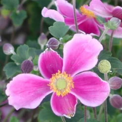 Herbstanemone Splendens - Rosa Blüten bis Oktober