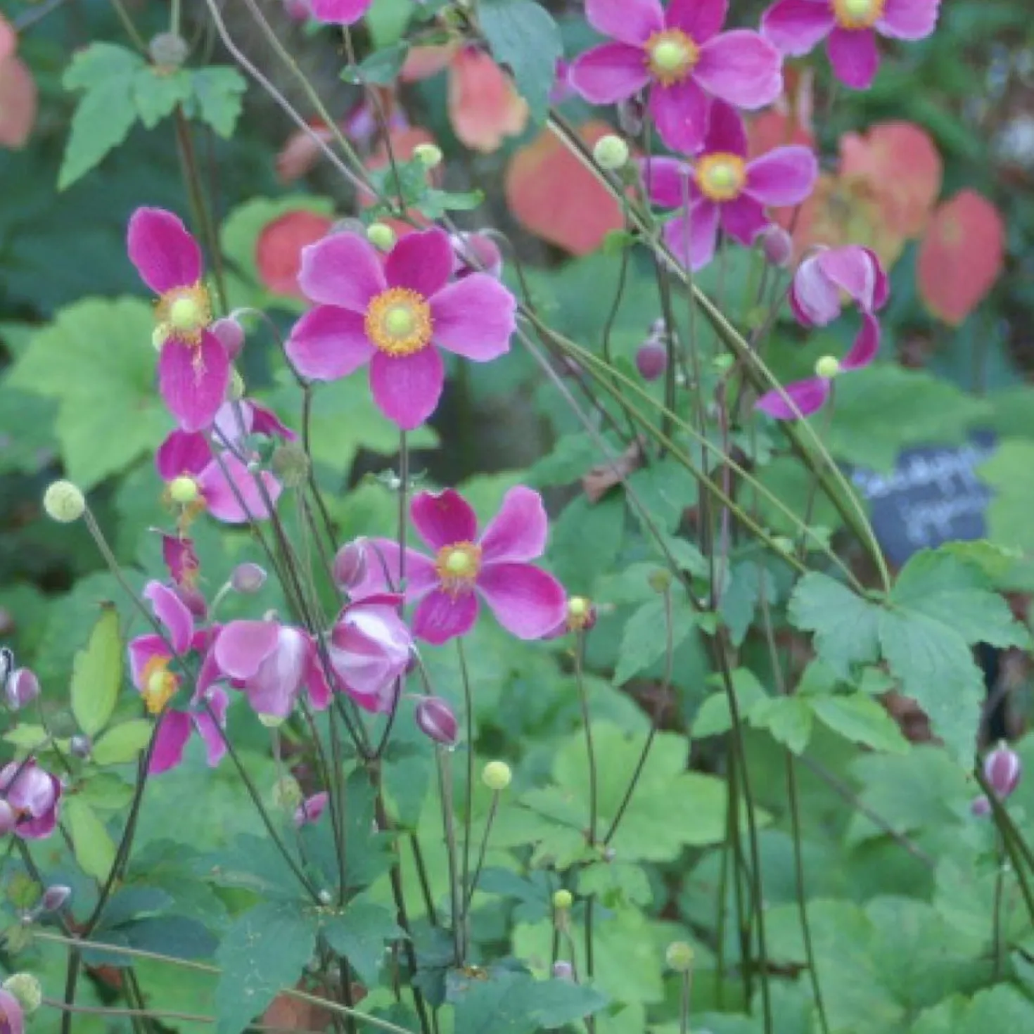 Herbstanemone Splendens - Rosa Blüten bis Oktober