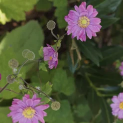 Herbst-Anemone - Späte Blüten, große Wirkung