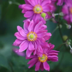Herbst-Anemone - Späte Blüten, große Wirkung