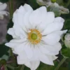 Herbst-Anemone ‘Whirlwind’ - Weiße Blütenpracht im Herbst