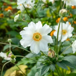 Herbst-Anemone ‘Whirlwind’ - Weiße Blütenpracht im Herbst