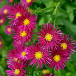 Herbst-Aster ‘Crimson Brocade’ - Farbfeuer im Herbstbeet