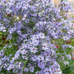 Herbst-Aster ‘Little Carlow’ - Ein Blütenmeer im Herbst