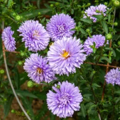 Herbst-Aster ‘Marie Ballard’ - Violette Blütenfülle im Herbst