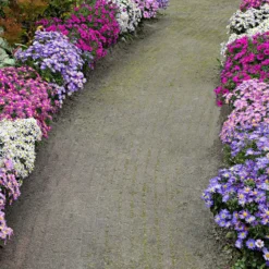 Herbstastern Mischung (x4) - Farbenpracht im Herbst