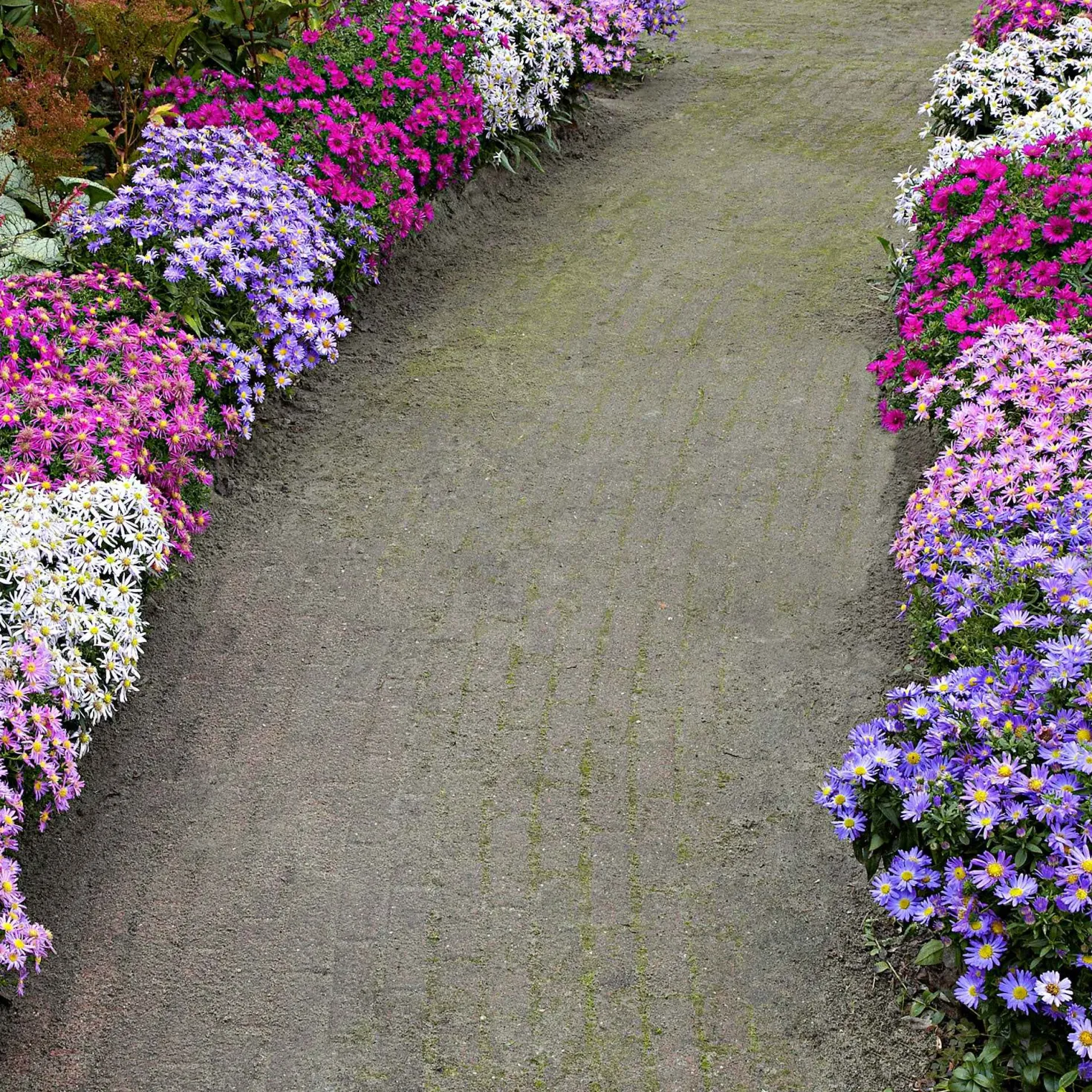 Herbstastern Mischung (x4) - Farbenpracht im Herbst