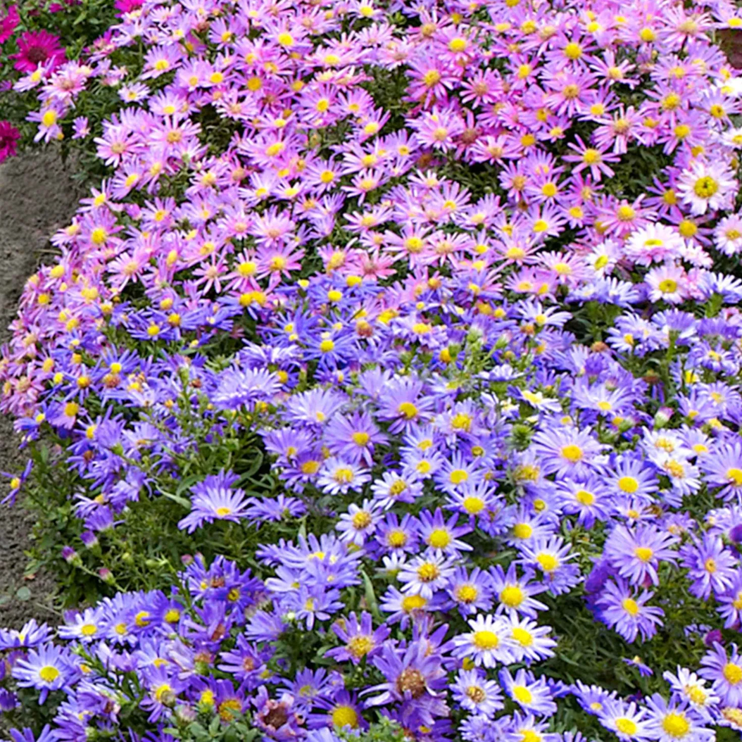 Herbstastern Mischung (x4) - Farbenpracht im Herbst