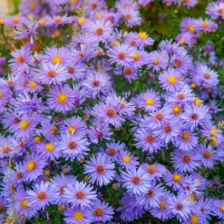 Herbstastern ‘Wood’s Light Blue’ (x3) - Blau blüht bis in den Herbst