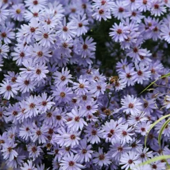 Herbstastern ‘Wood’s Light Blue’ (x3) - Blau blüht bis in den Herbst