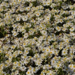 Herbst-Aster ‘Starshine’ - Blütenmeer bis in den Winter