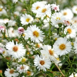 Herbst-Aster ‘White Lady’ - Weiße Blütenpracht im Herbst