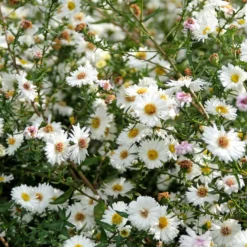 Herbst-Aster ‘White Lady’ - Weiße Blütenpracht im Herbst