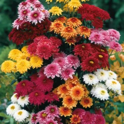 Herbst-Chrysanthemen Mischung (x3) - Farbexplosion im Herbst