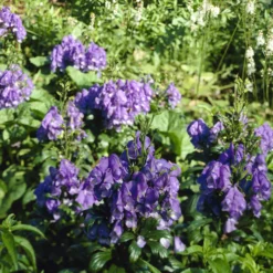 Herbst-Eisenhut Arendsii - Blaue Blüten bis November