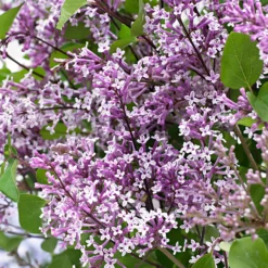 Herbstflieder 'Dark Purple' - Flieder, der zweimal blüht