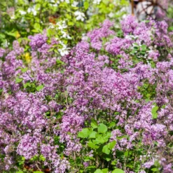 Herbstflieder 'Dark Purple' - Flieder, der zweimal blüht