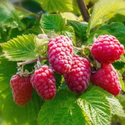 Herbsthimbeere ‘Versailles’ (x2) - Süße Ernte bis in den Herbst
