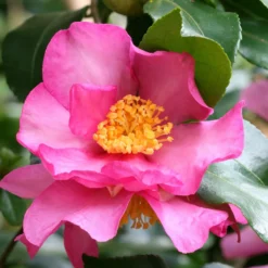 Herbst-Kamelie - Blüten, wenn andere ruhen