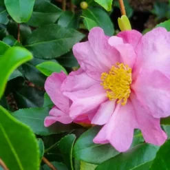 Herbstkamelie ‘Cleopatra’ - Blüten mitten im Winter
