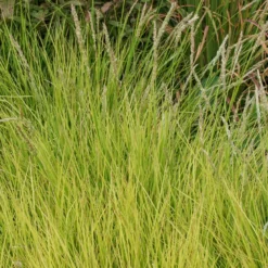 Herbst-Sesleria - Grün das ganze Jahr